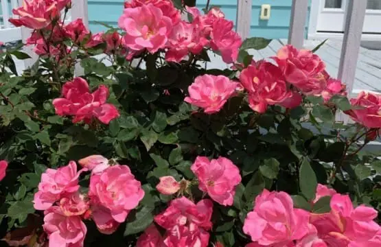 629d0c39cc054777acde2a2fb648a569 LargeOriginal.jpg