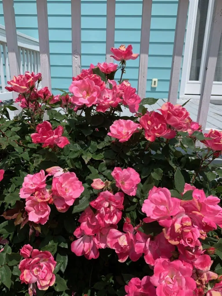 629d0c39cc054777acde2a2fb648a569 LargeOriginal.jpg