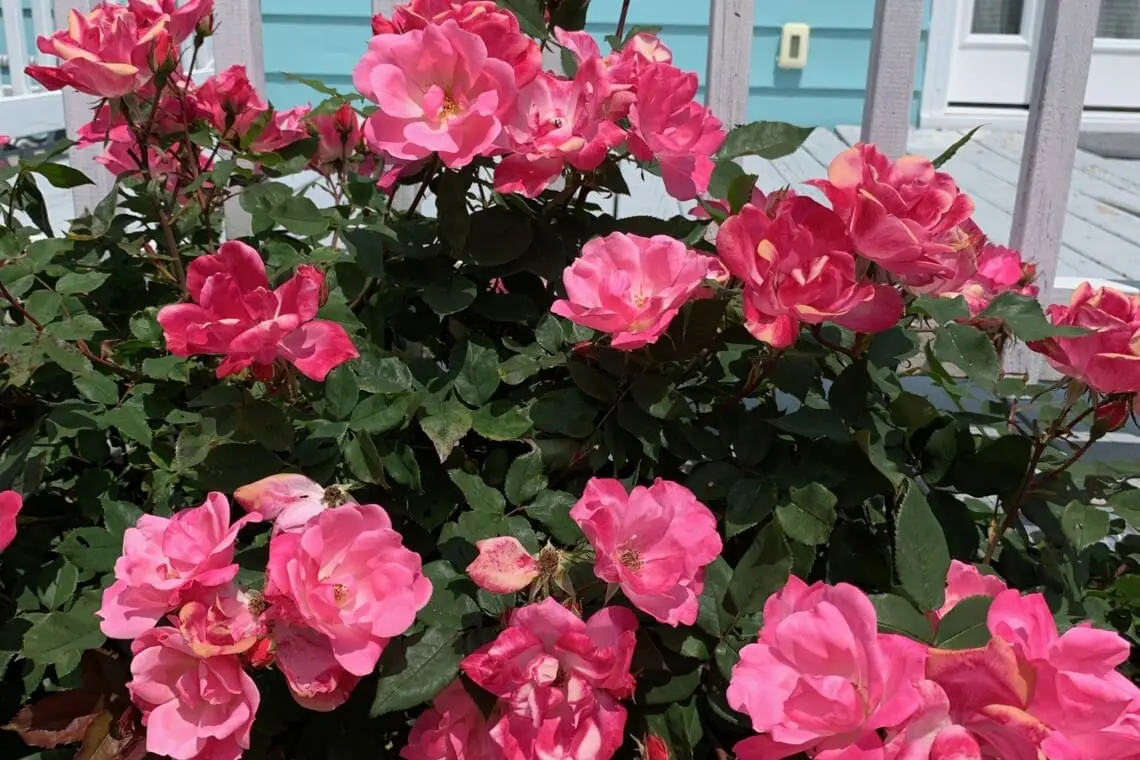 7e9362613e8249f6a504221c7b134783 LargeOriginal.jpg